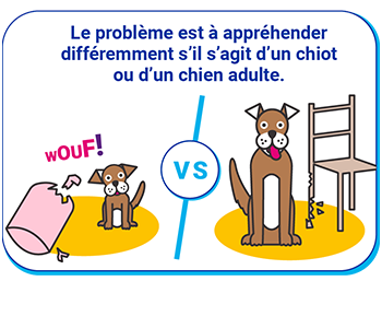 différence chien chiot